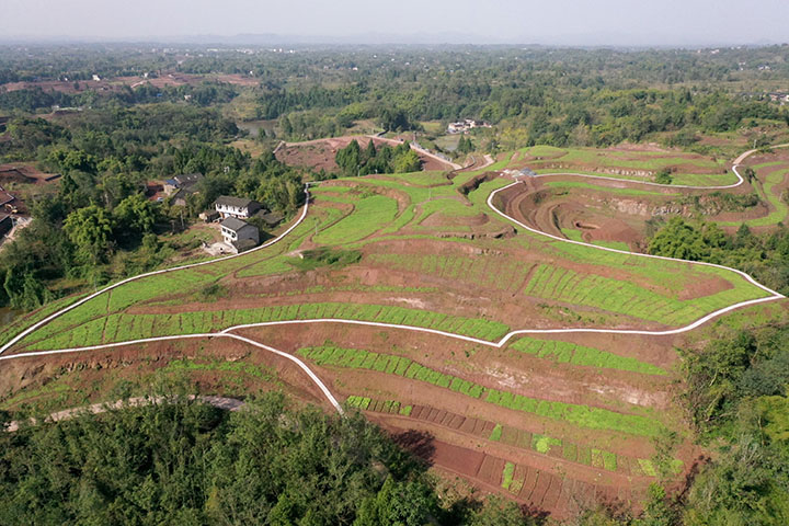 圖3 廣安區(qū)龍臺鎮(zhèn)通過實(shí)施水土流失治理工程已陸續(xù)播種小麥、油菜等小春作物的丘區(qū)糧油產(chǎn)業(yè)園一角。（無人機(jī)拍攝）.jpg