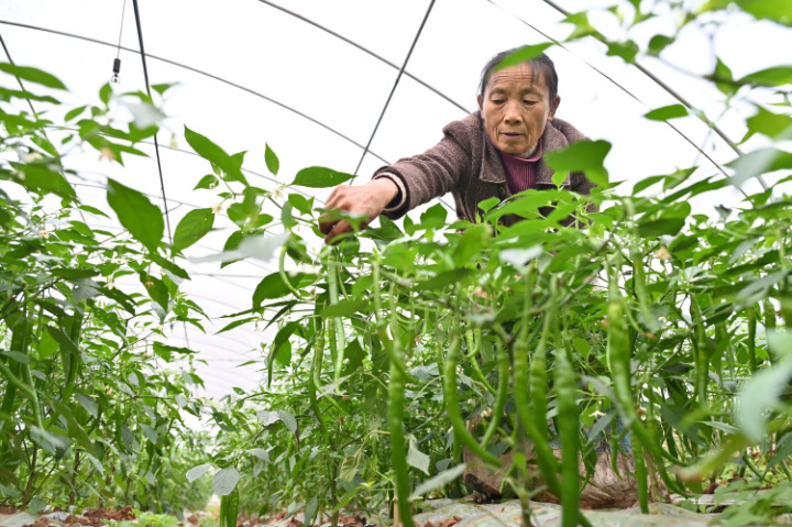 4 12月6日，內(nèi)江市東興區(qū)平坦鎮(zhèn)水梨村，當(dāng)?shù)剞r(nóng)民正在采收海椒。.JPG