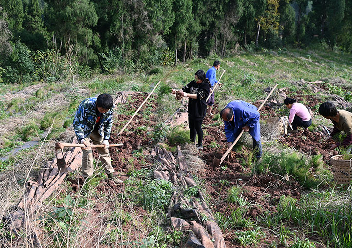 圖1  12月12日，四川省內(nèi)江市東興區(qū)石子鎮(zhèn)七星村，當(dāng)?shù)剞r(nóng)民正在采挖天冬。.jpg