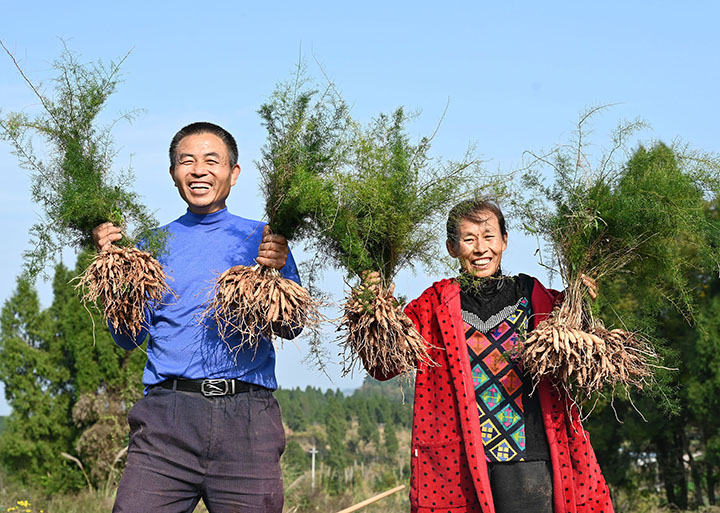 圖2  地農(nóng)民正在展示天冬.jpg