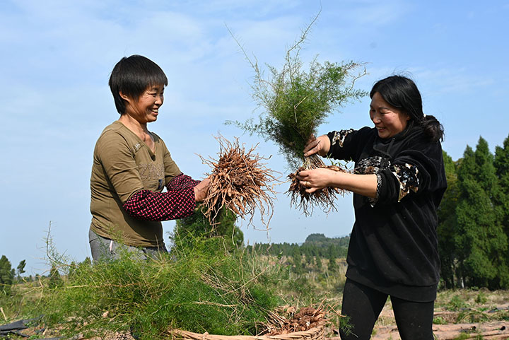 圖3  當(dāng)?shù)剞r(nóng)民正在將剛采挖的天冬裝框.jpg