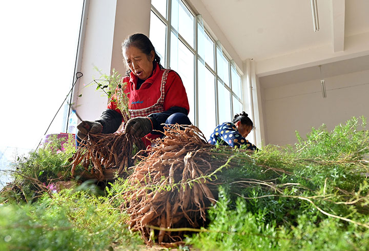 圖4  當(dāng)?shù)剞r(nóng)民正在分揀天冬苗.jpg