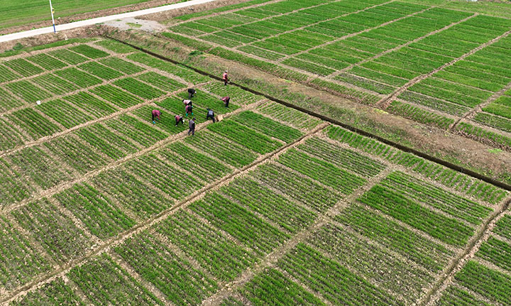 1  12月14日，內(nèi)江市東興區(qū)田家鎮(zhèn)火花村，當(dāng)?shù)剞r(nóng)民正在加強(qiáng)麥田冬季管理（無(wú)人機(jī)照片）。.jpg