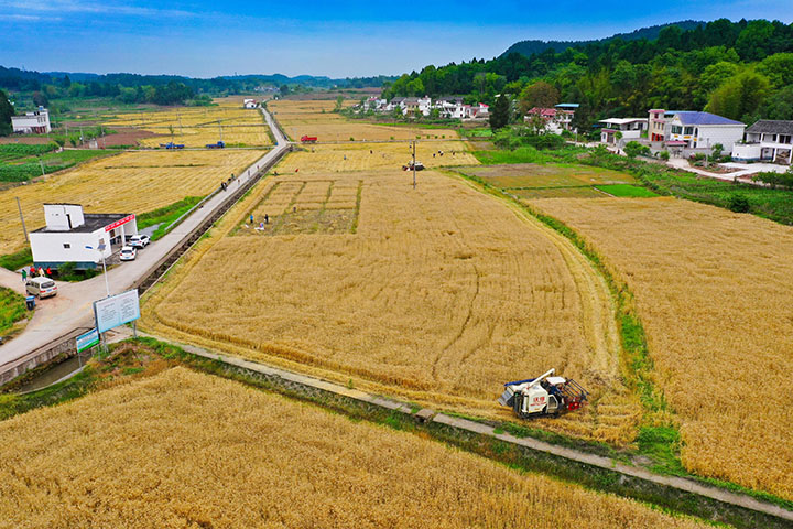 圖4 小麥豐收現(xiàn)場(chǎng).jpg