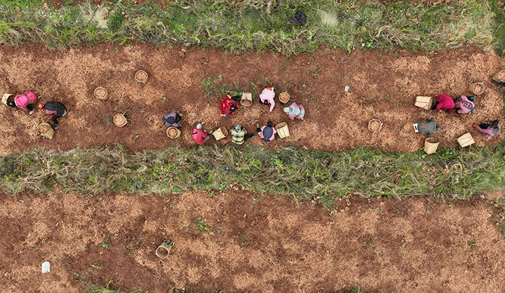 圖1  1月4日，四川省內(nèi)江市東興區(qū)田家鎮(zhèn)火花村糧藥復(fù)合種植基地，村民正在分揀天冬（無(wú)人機(jī)照片）。.jpg