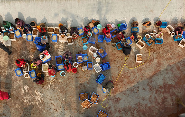 圖3  1月4日，四川省內(nèi)江市東興區(qū)田家鎮(zhèn)火花村農(nóng)產(chǎn)品加工基地，村民正在分揀天冬（無(wú)人機(jī)照片）。.jpg