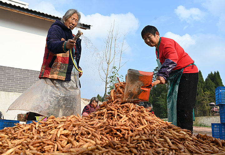 圖4  村民正在沖洗天冬.jpg