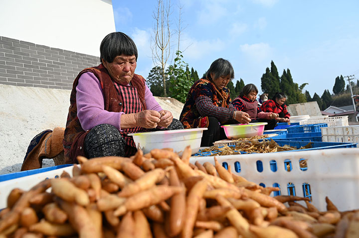 圖5  村民正在對(duì)蒸煮過(guò)的天冬去皮.jpg