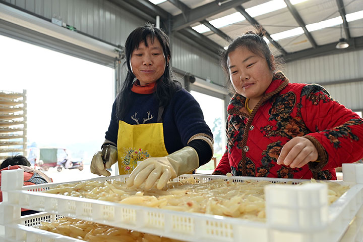 圖6  村民對(duì)去皮后的天冬進(jìn)行分揀裝框。.jpg