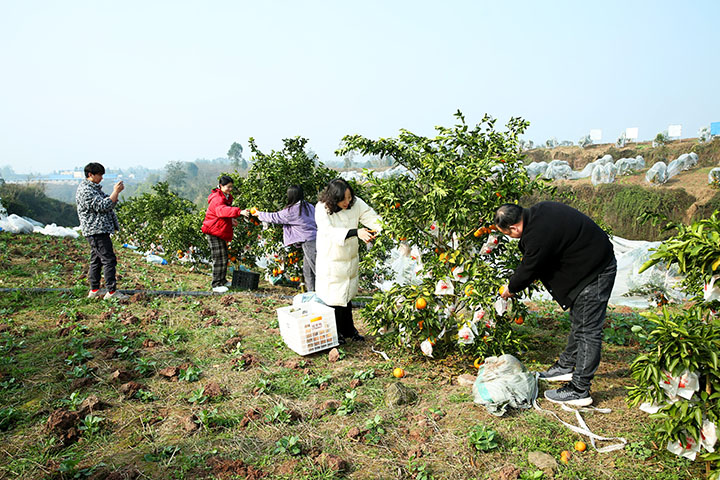 圖1  游客在廣安市廣安區(qū)龍臺(tái)鎮(zhèn)墟觀村柑橘園采摘春見耙耙柑.jpg