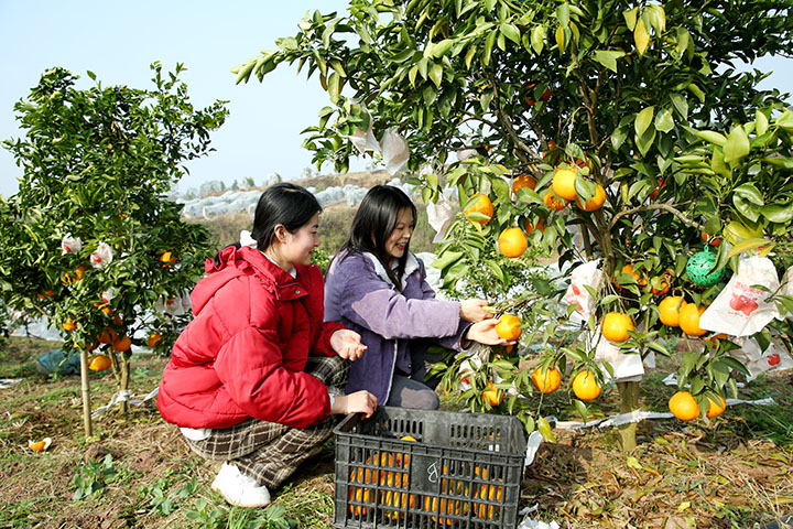 圖2  游客在廣安市廣安區(qū)龍臺(tái)鎮(zhèn)墟觀村柑橘園采摘春見耙耙柑.jpg