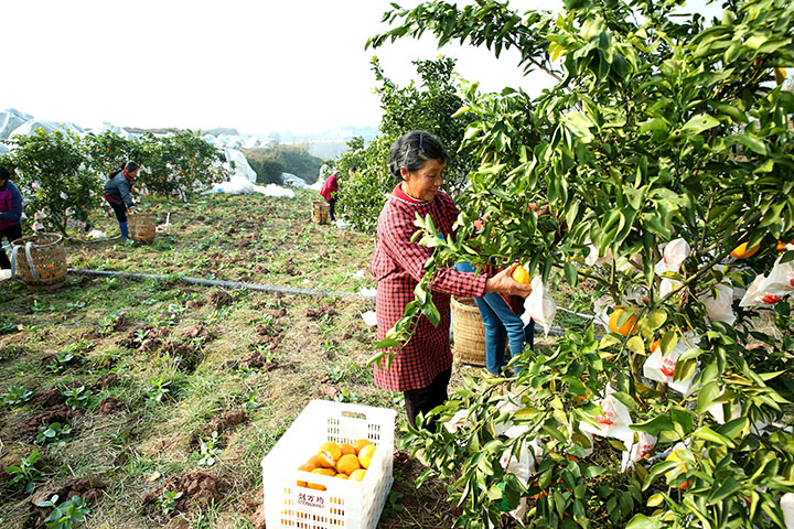 圖3  村民在廣安市廣安區(qū)龍臺(tái)鎮(zhèn)墟觀村柑橘園采摘春見耙耙柑.jpg