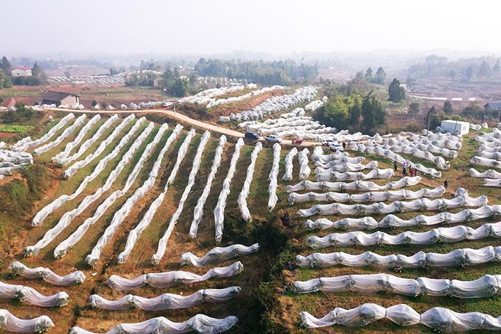 圖5  廣安市廣安區(qū)龍臺(tái)鎮(zhèn)墟觀村柑橘園春見耙耙柑成為一道風(fēng)景線.jpg