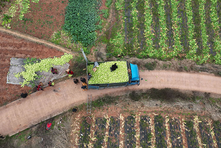 圖1  1月20日，內江市東興區(qū)順河鎮(zhèn)花祠村，村民將訂單榨菜裝車外運（無人機照片）。.jpg