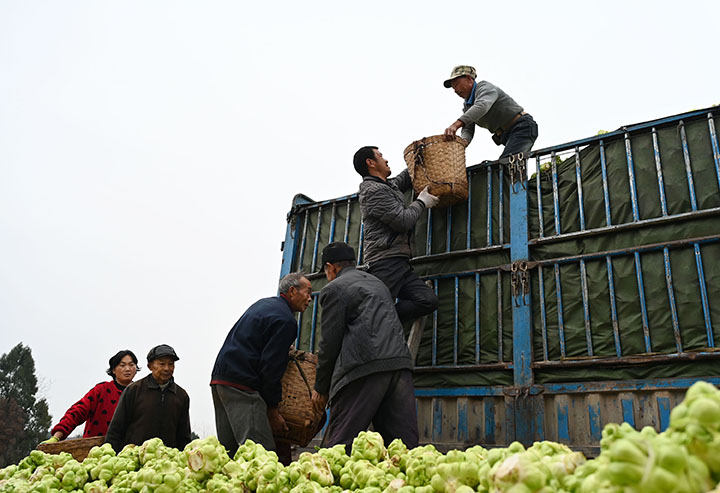 圖2  村民將訂單榨菜裝車外運.jpg