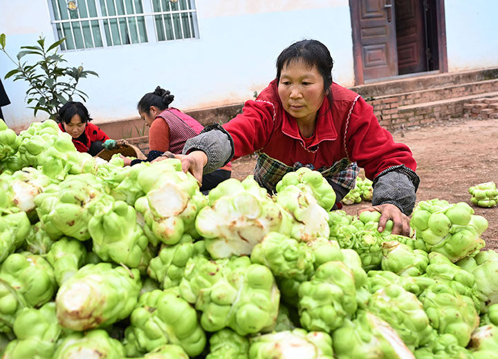 圖4  村民正在搶收訂單榨菜.jpg