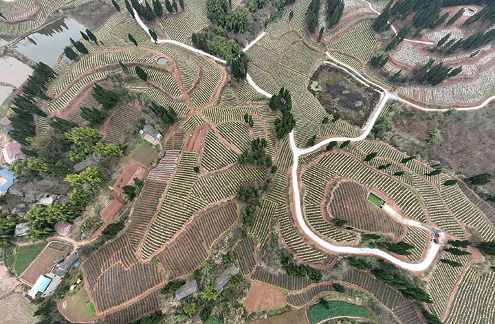 圖5  訂單榨菜喜獲豐收（無人機照片）.jpg