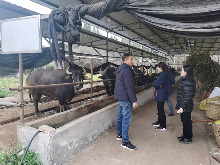 1710773987221900.jpg 1宜賓農(nóng)商銀行工作人員上門了解牛棚建設(shè)情況.jpg