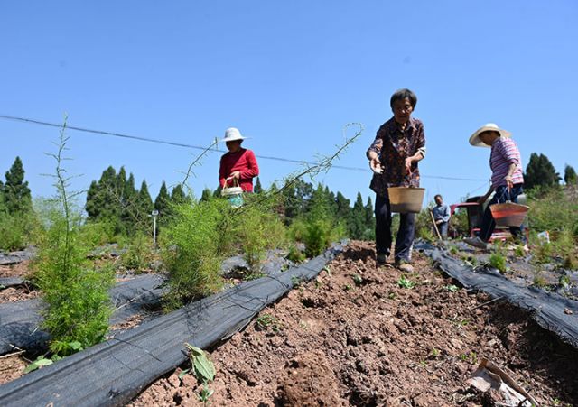 圖3  當(dāng)?shù)剞r(nóng)民趁著春日暖陽(yáng)播種玉米.jpg