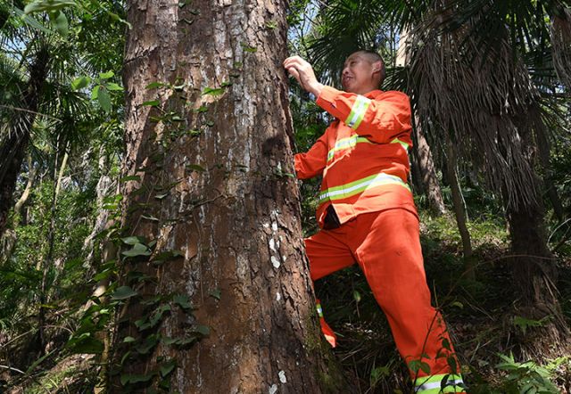 圖4  夏開(kāi)桂在查看樹(shù)木有無(wú)蟲(chóng)害。.jpg