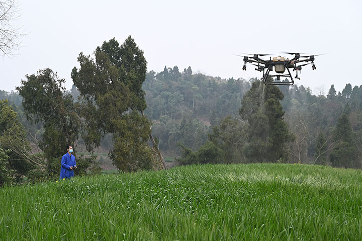 圖3  2024年3月4日，四川省內(nèi)江市東興區(qū)石子鎮(zhèn)七星村，農(nóng)機(jī)手操作植保無人機(jī)對小麥噴施農(nóng)藥防治病蟲害。.jpg