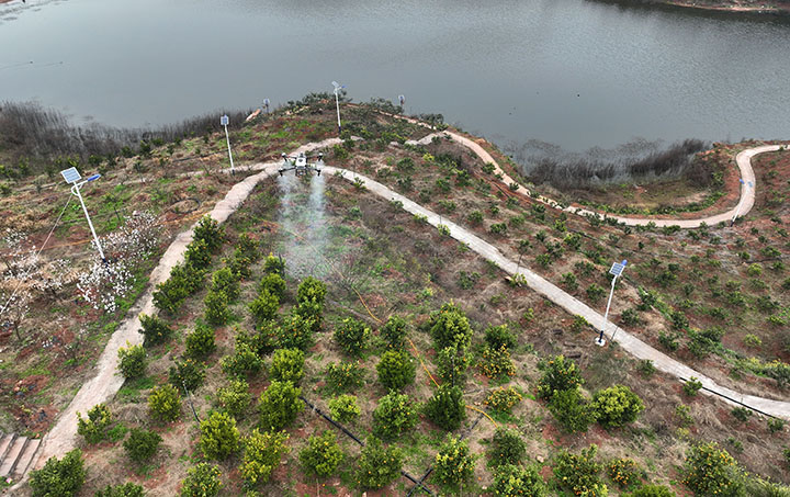 圖3  水蜜桃、蜂糖李、五月脆、特色柑橘等優(yōu)質(zhì)水果，與鑲嵌其間的幸福水庫構(gòu)成了一幅春日美景圖（無人機(jī)照片）。.jpg