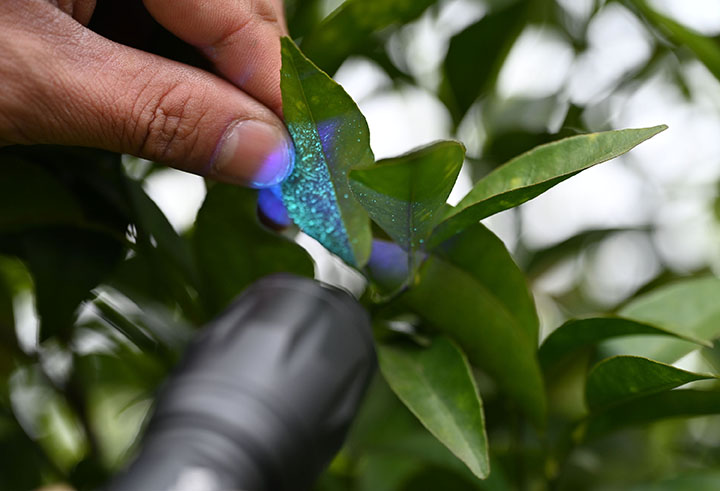 圖5  專業(yè)技術(shù)人員正在檢查農(nóng)藥噴灑效果。.jpg