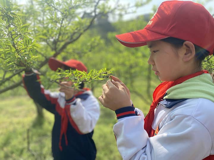 1710483717458610.jpg 圖4 學(xué)生在進(jìn)行果樹(shù)管理.jpg