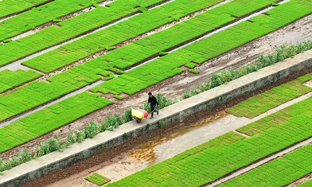 圖1  4月1日，內(nèi)江市東興區(qū)田家鎮(zhèn)趙家壩社區(qū)，當(dāng)?shù)剞r(nóng)戶依靠科技進(jìn)行集中育秧（無人機(jī)照片）。.jpg