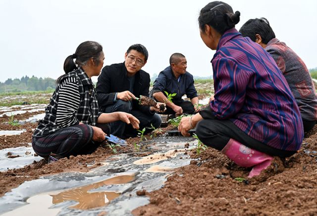 圖4  4月1日，內(nèi)江市東興區(qū)田家鎮(zhèn)趙家壩社區(qū)，科技人員深入田間地頭指導(dǎo)農(nóng)戶科學(xué)種植辣椒。.jpg