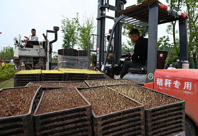 圖6 4月1日，內(nèi)江市東興區(qū)田家鎮(zhèn)趙家壩社區(qū)，當(dāng)?shù)剞r(nóng)戶依靠科技進(jìn)行集中育秧。.jpg