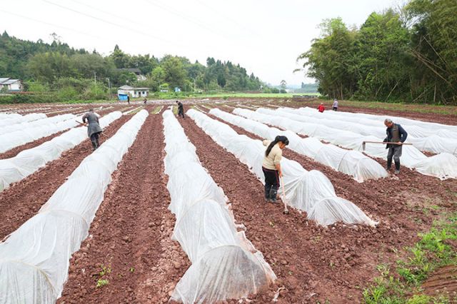 圖2  4月1日，在廣安區(qū)彭家鄉(xiāng)觀音村旱育秧育苗基地，當(dāng)?shù)卮迕裾谶M(jìn)行接膜煉苗、除去廂面雜草、肥水管理等春管。.jpg