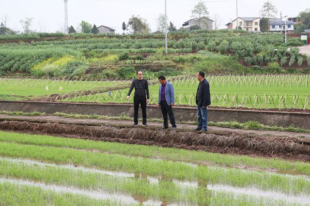 圖3  4月1日，在四川省廣安市廣安區(qū)彭家鄉(xiāng)茶店村村水育秧育苗基地，農(nóng)技人員正在為業(yè)主進(jìn)行春管開處方。.jpg