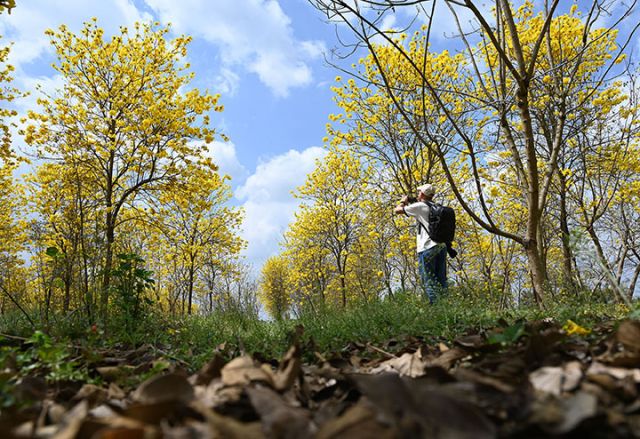 圖3  4月2日，內江市東興區(qū)石子鎮(zhèn)太和村，游客在黃花風鈴木中打卡游玩。.jpg