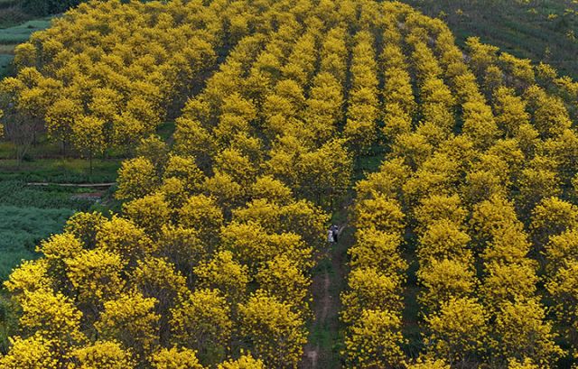 圖4  4月2日，內江市東興區(qū)石子鎮(zhèn)太和村，游客在黃花風鈴木中打卡游玩（無人機照片）。.jpg