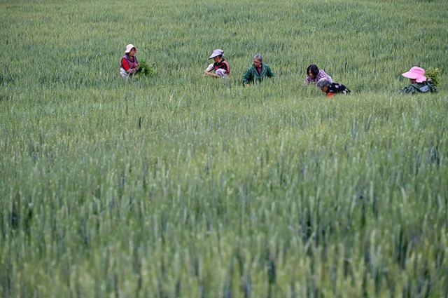 圖4  2024年4月2日，四川省內(nèi)江市東興區(qū)田家鎮(zhèn)火花村，村民正在小麥地里勞作。.jpg