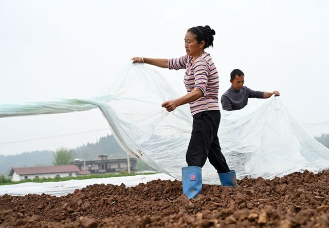 圖1  4月2日，內(nèi)江市東興區(qū)石子鎮(zhèn)旱地壩村，村民覆膜準(zhǔn)備生姜栽種用地。.jpg