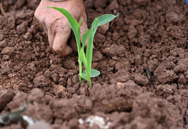 圖4  村民在鮮食玉米地進(jìn)行缺窩補(bǔ)種.jpg