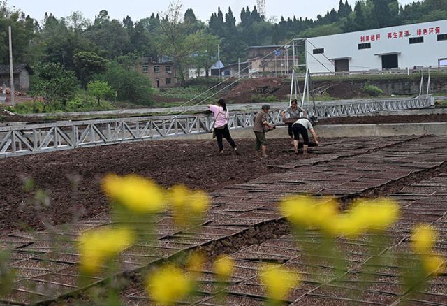 圖3  “秧保姆”在水稻集中育秧基地勞作.jpg