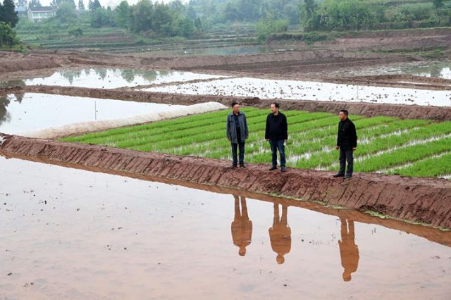 圖1   4月13日，廣安區(qū)水務(wù)局干部在龍臺鎮(zhèn)墟觀村的稻田里查看渠道整治后稻田蓄水情況。.jpg