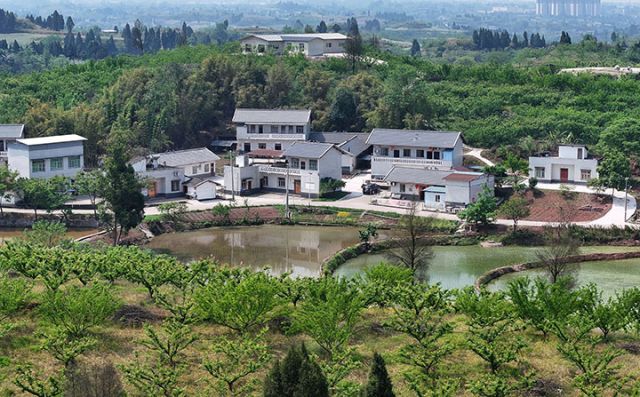 圖1  4月15日，內江市東興區(qū)椑木鎮(zhèn)紅林村，新近建成的糖房灣大院、門家大院與周圍的產業(yè)共同構成了美麗的田園畫卷。.jpg