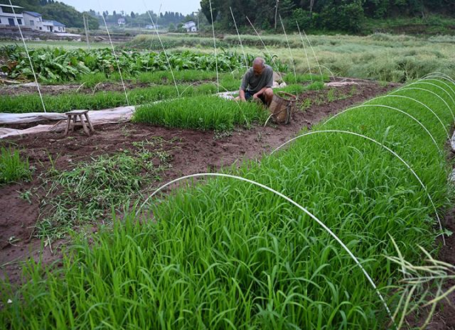 圖1  4月18日，內(nèi)江市東興區(qū)郭北鎮(zhèn)亢家村，農(nóng)民在苗床起苗。.jpg