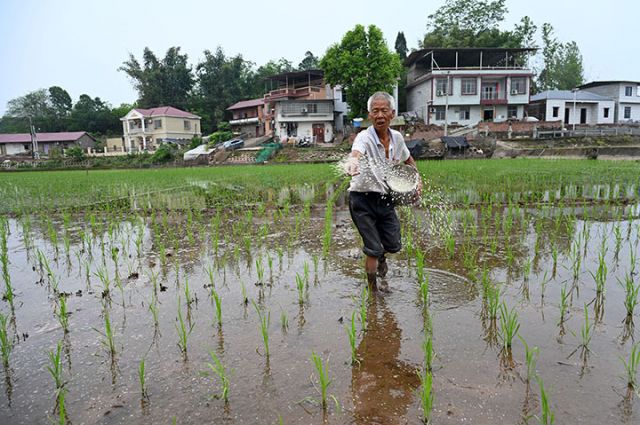 圖2  農(nóng)民正在施肥.jpg