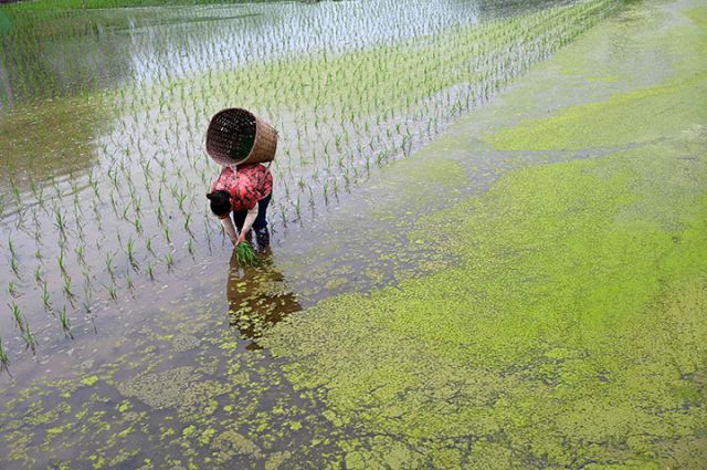 圖3  農(nóng)民忙著插秧.jpg