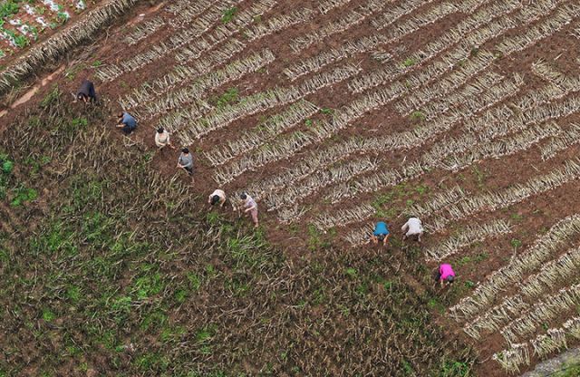 圖1  4月17日，內(nèi)江市東興區(qū)田家鎮(zhèn)火花村，蒜農(nóng)搶抓農(nóng)時采收紫皮大蒜（無人機照片）。.jpg