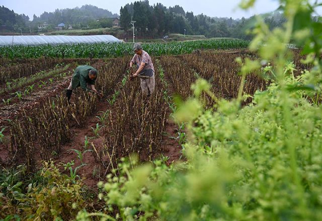 圖4  4月17日，內(nèi)江市東興區(qū)田家鎮(zhèn)火花村，蒜農(nóng)搶抓農(nóng)時采收紫皮大蒜。.jpg
