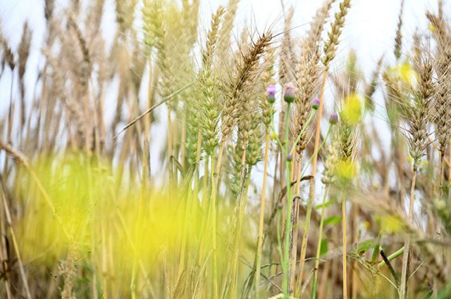 圖3  200余畝小麥進入成熟豐收季.jpg