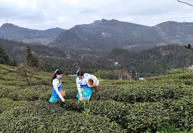 4、在后山茶場采摘茶葉.jpg
