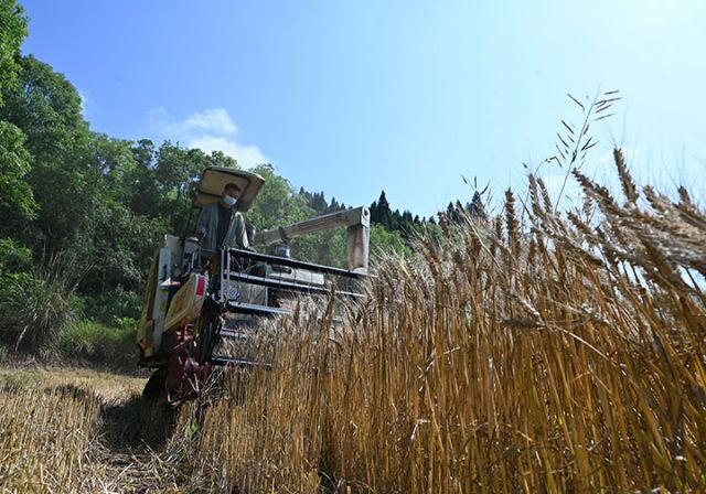 圖2  宏展糧油專合社社員趁著晴好天氣機(jī)收訂單小麥.jpg