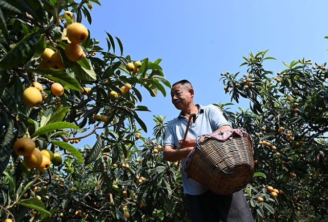 圖2  果農(nóng)采摘生態(tài)枇杷.jpg